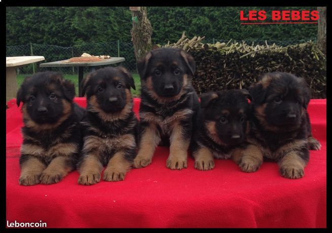 Vom  Jeffstrasse - Superbes chiots sont nés
